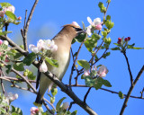 Cedar Waxwing - Bombycilla cedrorum