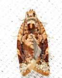 Argyrotaenia sp.