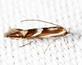 0740 - Phyllonorycter sp. (blancardella?)
