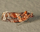 3602 - Pine Tube Moth - Argyrotaenia pinatubana*