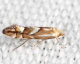 Phyllonorycter sp.