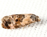 Cochylini
