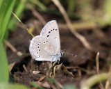 Silvery Blue - Glaucopsyche lygdamus