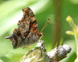 Question Mark - Polygonia interrogationis