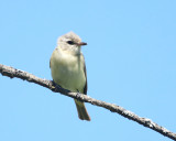 Warbling Vireo - Vireo gilvus