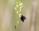 Wild Indigo Duskywing - Erynnis baptisiae 