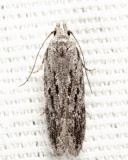 Gelechiinae