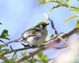 Chestnut-sided Warbler - Setophaga pensylvanica