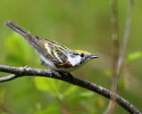 Chestnut-sided Warbler - Setophaga pensylvanica