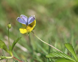 Eastern Tailed-Blue - Cupido comyntas