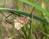 Eastern Pine Elfin - Callophrys niphon