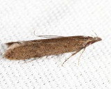 2281 - Palmerworm Moth - Dichomeris ligulella