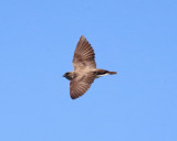 Northern Rough-winged Swallow - Stelgidopteryx serripennis