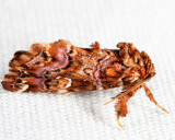 9631 - Pink-shaded Fern Moth - Callopistria mollissima