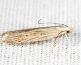 2267 - Fernald's Helcystogramma Moth - Helcystogramma fernaldella