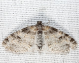 7640 - Powdered Bigwing - Lobophora nivigerata