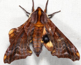 7825 - Small-eyed Sphinx - Paonias myops