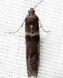 5718 - Myelopsis subtetricella