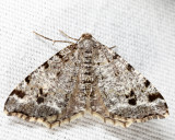 6348 - Hemlock Angle - Macaria fissinotata