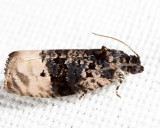 2860 - Pink-washed Leafroller - Hedya separatana