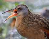 Virginia Rail - Rallus limicola