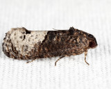 3497 - Locust Twig Borer - Ecdytolopha insiticiana