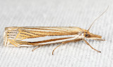 5378 - Eastern Grass-veneer - Crambus laqueatellus