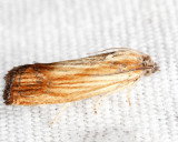 2908 - Eucosma radiatana