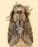 7917 - Georgian Prominent - Paraeschra georgica