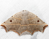 6819 - Pale Metanema - Metanema inatomaria