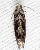 Gretchena sp.