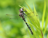 Harlequin Darner -  Gomphaeschna furcillata