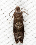 3428 - Cherry Fruitworm Moth - Grapholita packardi