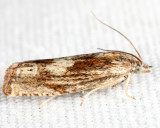 Eucosma sp.