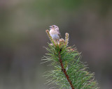 Grasshopper Sparrow - Ammodramus savannarum