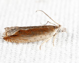 3379 - Ancylis diminuatana