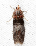 Sciota sp.