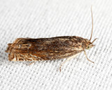 Eucosma sp.