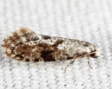 Nemapogon sp.