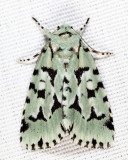 9281 - Green Marvel - Acronicta fallax