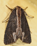 9560 - American Bird's-Wing - Dypterygia rozmani