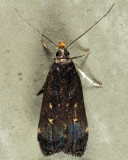 2298 - Dichomeris juncidella