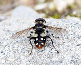 White-spotted Pond Fly - Sericomyia lata