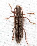 Oak Twig Pruner - Anelaphus parallelus