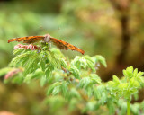 Question Mark - Polygonia interrogationis