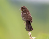 Red-winged Blackbird - Agelaius phoeniceus (female)