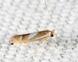 Phyllonorycter sp.