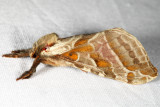 0018 – Silver-spotted Ghost Moth – Sthenopis argenteomaculatus