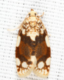 3624 - White-spotted Leafroller - Argyrotaenia alisellana