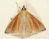 4937 - Streaked Orange - Nascia acutellus